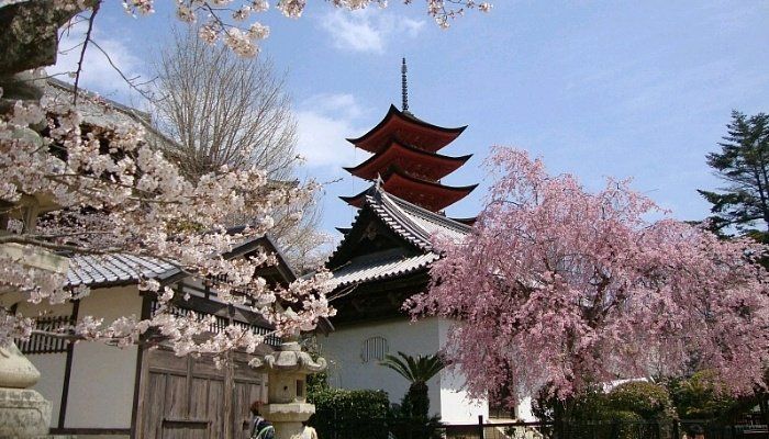 Cuándo ver los cerezos en flor de Japón