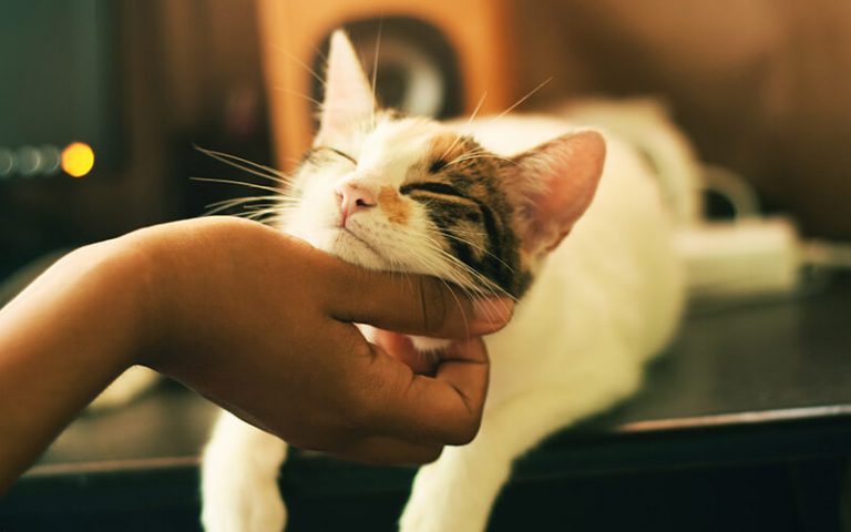 Cuidar gatos a cambio de alojamiento