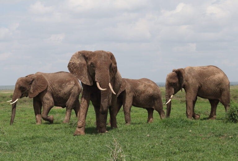 Qué ropa usar en un safari en Kenia
